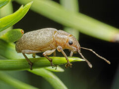 Brachyderes incanus