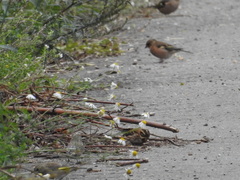 Emberiza rustica