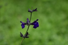 Salvia oblongifolia