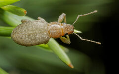 Brachyderes incanus