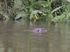 Lontra longicaudis