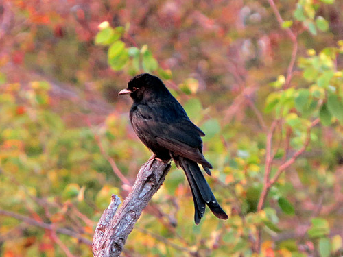 Fork-tailed Drongo