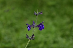 Salvia oblongifolia