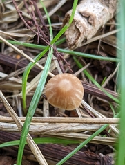 Conocybe tenera