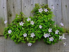 Oxalis incarnata