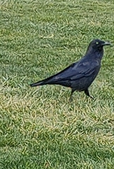 Corvus mellori