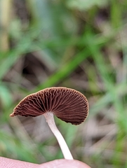 Conocybe tenera