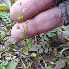 Veronica anagallis-aquatica