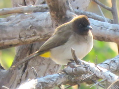Pycnonotus barbatus tricolor