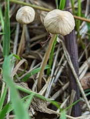 Conocybe tenera