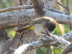 Pycnonotus barbatus tricolor