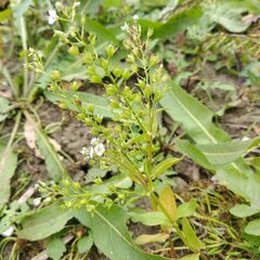 Veronica anagallis-aquatica