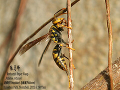 Polistes rothneyi