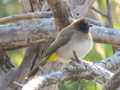 Pycnonotus barbatus tricolor