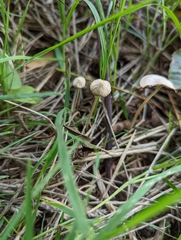 Conocybe tenera