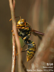 Polistes rothneyi