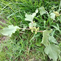 Xanthium orientale riparium