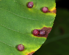 Caryomyia turbanella