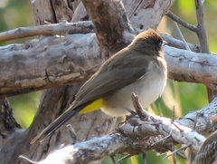 Pycnonotus barbatus tricolor