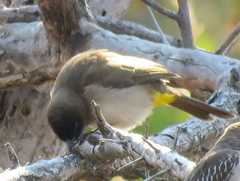 Pycnonotus barbatus tricolor