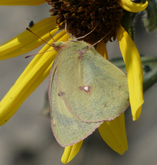 Colias philodice eriphyle