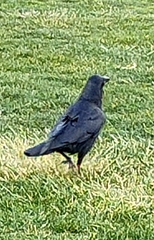 Corvus mellori