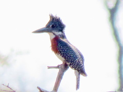 Megaceryle maxima maxima