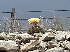 Hamatocactus hamatacanthus hamatacanthus