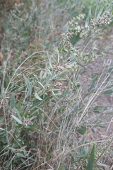 Atriplex oblongifolia