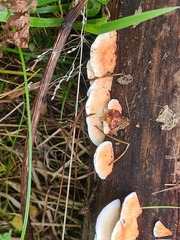 Fuscopostia fragilis