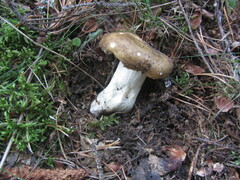 Russula adusta