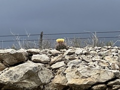 Hamatocactus hamatacanthus hamatacanthus