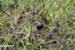 Calochortus nigrescens