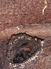 Trigona fulviventris