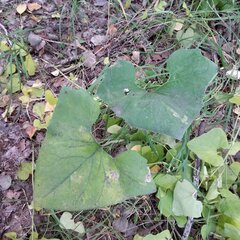 Petasites spurius