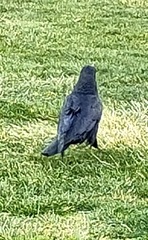Corvus mellori