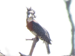 Megaceryle maxima maxima