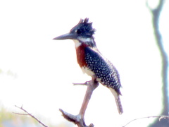 Megaceryle maxima maxima