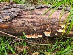 Fuscopostia fragilis