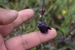 Calochortus nigrescens