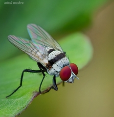 Anthomyia illocata