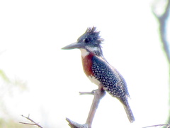 Megaceryle maxima maxima