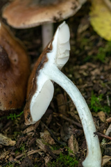 Pluteus