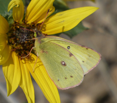 Colias philodice eriphyle