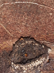 Trigona fulviventris