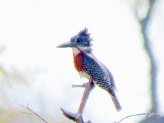 Megaceryle maxima maxima