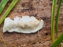 Fuscopostia fragilis