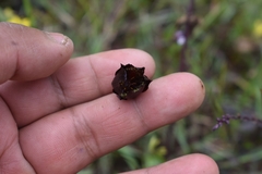 Calochortus nigrescens