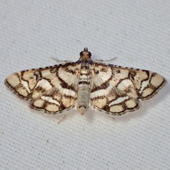 Hileithia magualis