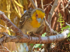 Ploceus sakalava